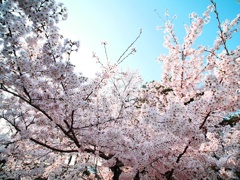 波桜