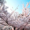 波桜