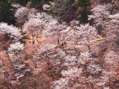 吉野山～奥千本～①