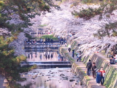 さくら夙川