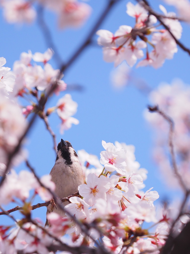 雀桜