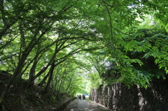 木々のトンネル