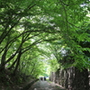 木々のトンネル