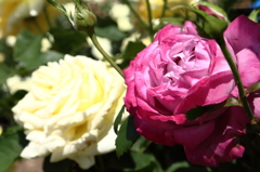 薔薇s