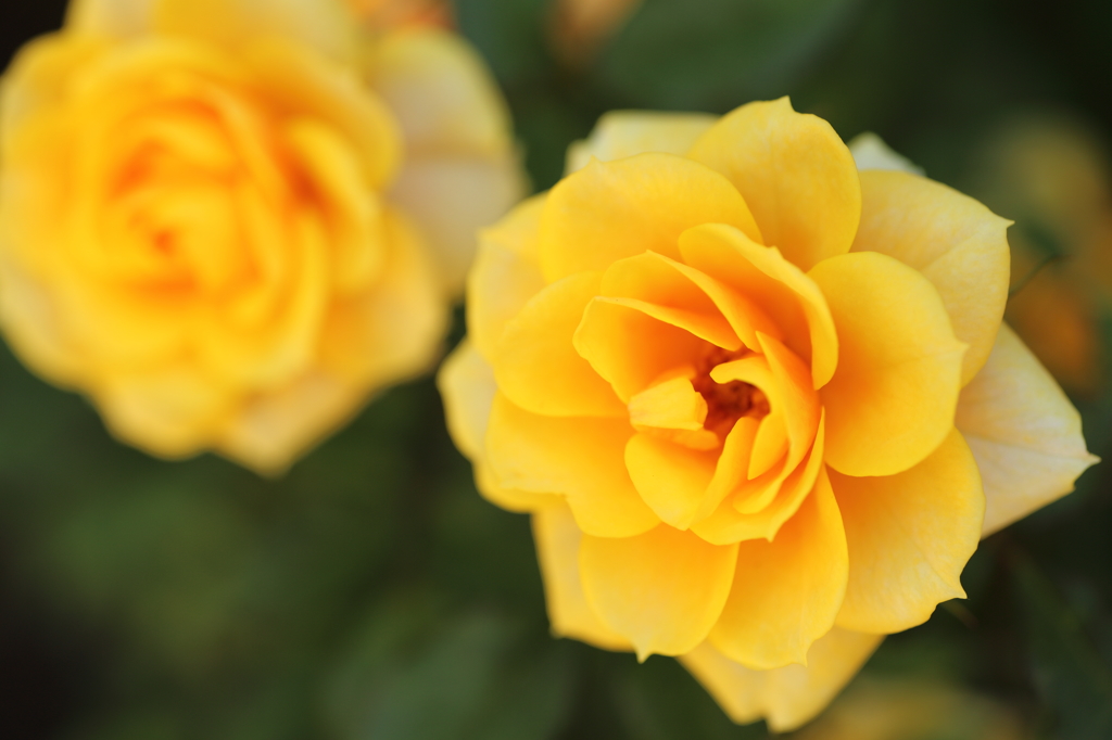 薔薇