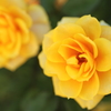 薔薇