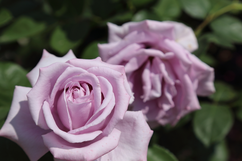 薔薇-紫-