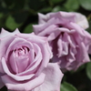 薔薇-紫-