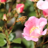 よくある風景-薔薇編-