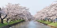 五条川の桜