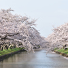 五条川の桜