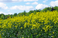 たきかわ菜の花まつり 2018_2