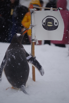 ペンギンの雪中さんぽ