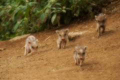 ウリちゃん登場♪