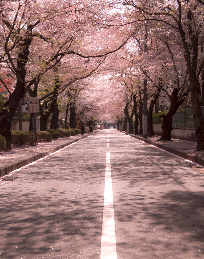 桜道