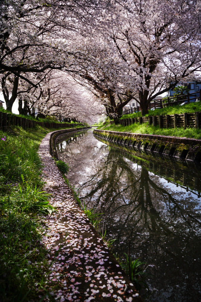 合わせ桜