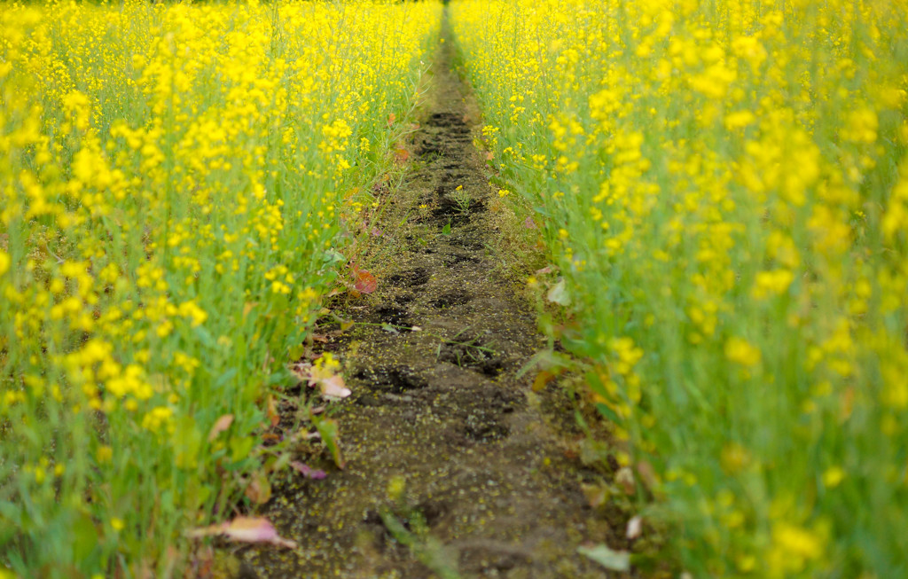 おくのほそみち