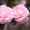 家族爛漫✿