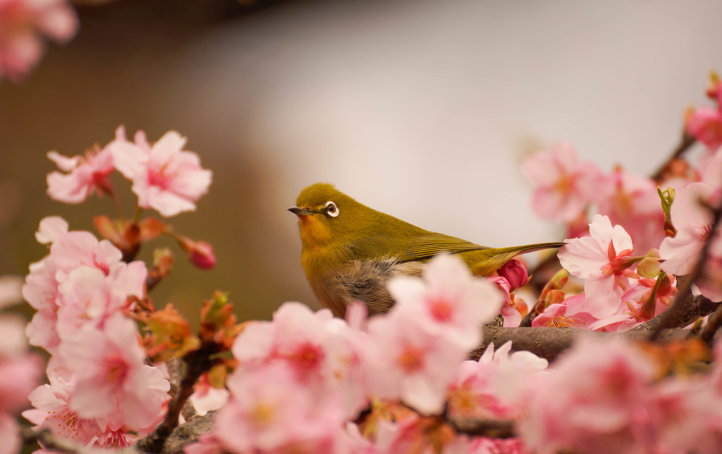 吾輩も　撮ってみたいな　サクジロー
