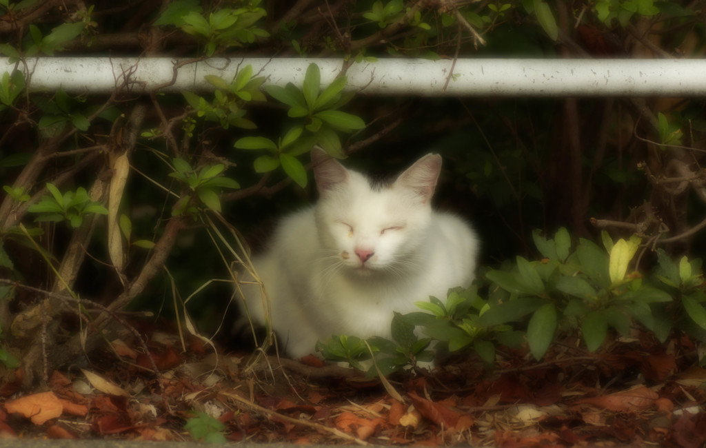 朝靄に 霧の中より  眠り姫