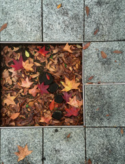 Autumn　 small window