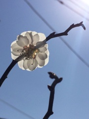 空のおしばな