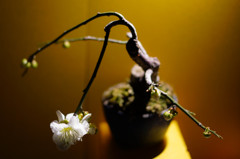 百花の魁