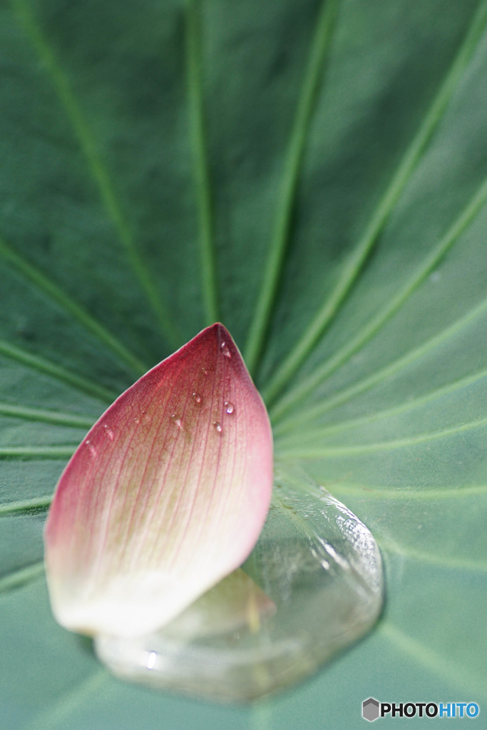 一花一雫