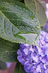 梅雨の雨上がり