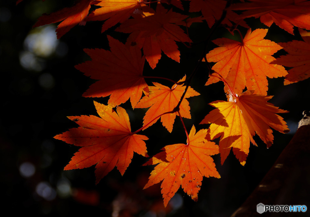 燃る紅葉