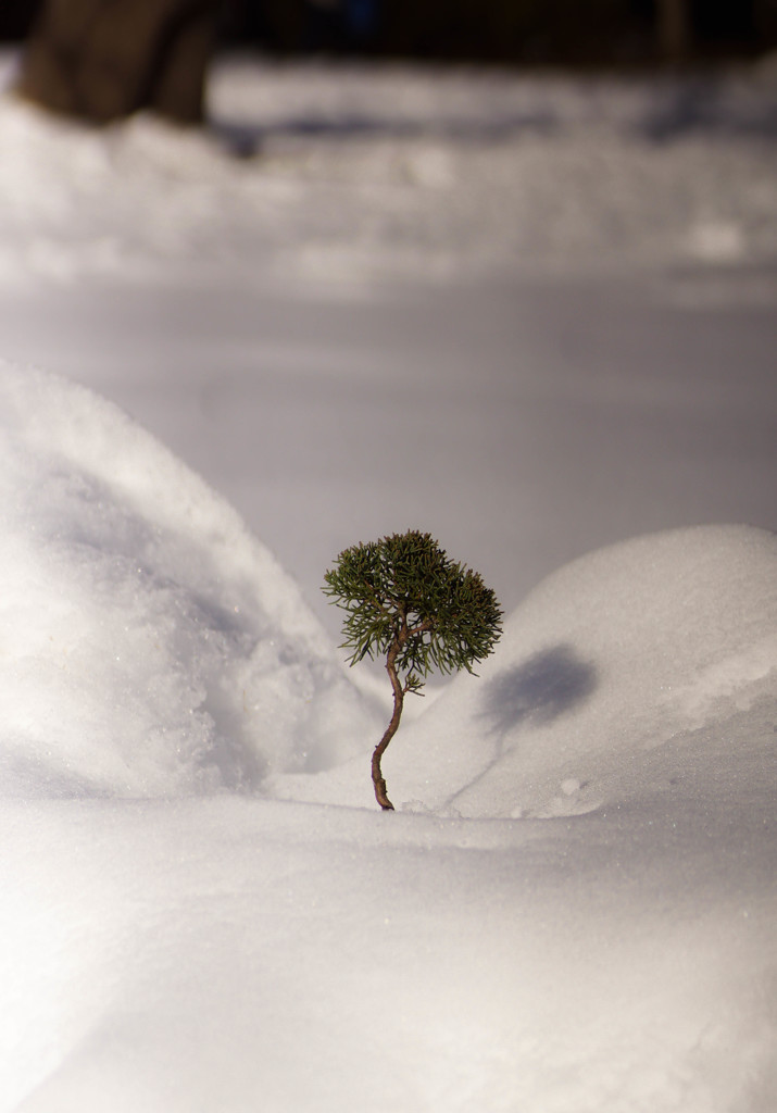 雪ニモマケズ