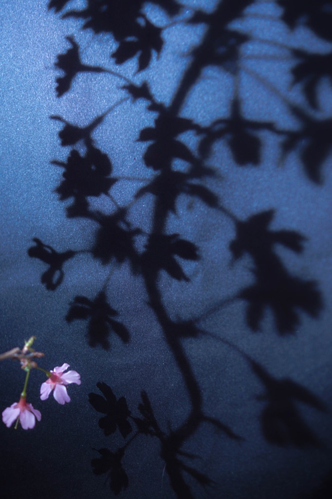 桜影
