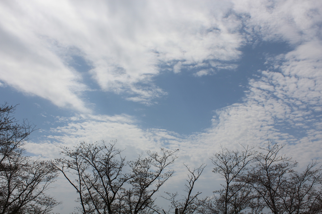 ２０１６桜を求めて（垂水公園）⑨