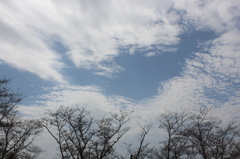 ２０１６桜を求めて（垂水公園）⑨