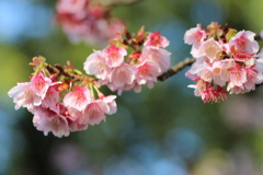 ２０１９春探し（寒桜）②