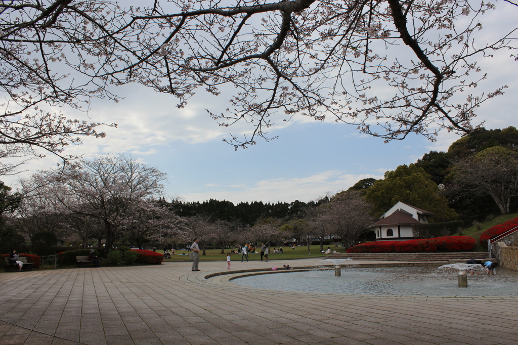 ２０１６桜を求めて（久峰公園）②