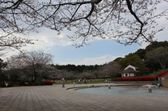 ２０１６桜を求めて（久峰公園）②