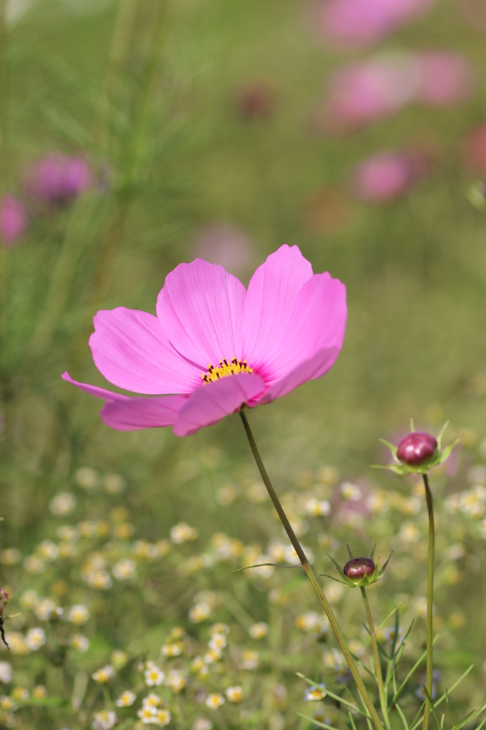 秋桜⑥
