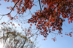 モミジ②