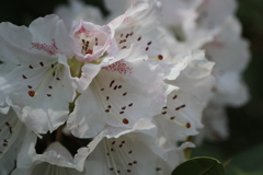 石楠花②