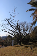 猪崎鼻公園③