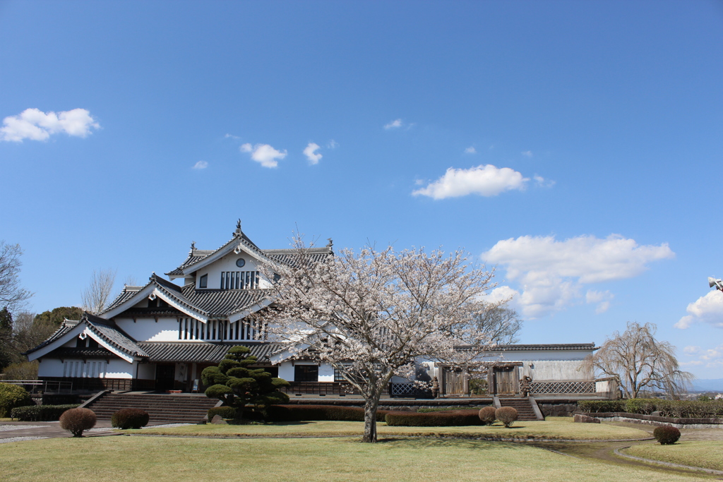 歴史資料館の桜⑦