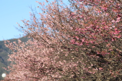 日南寒咲1号③