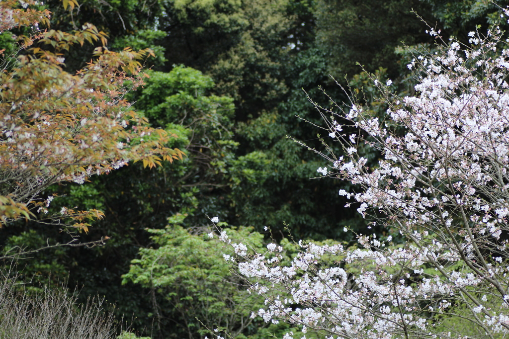 ２０１６桜を求めて（久峰公園）④