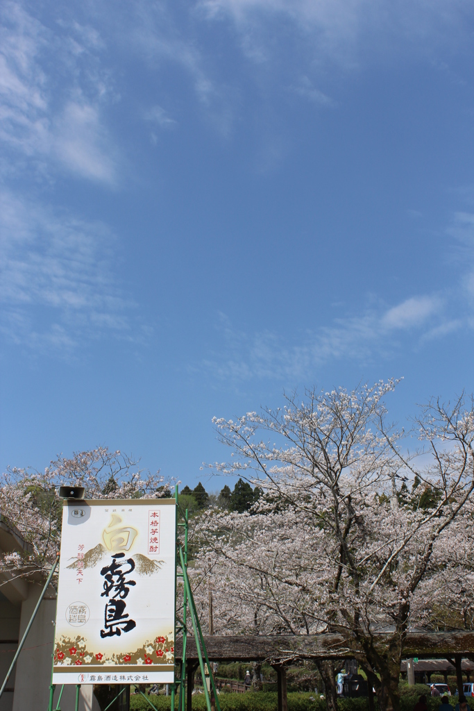 ２０１７青空のサクラ④