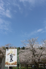 ２０１７青空のサクラ④