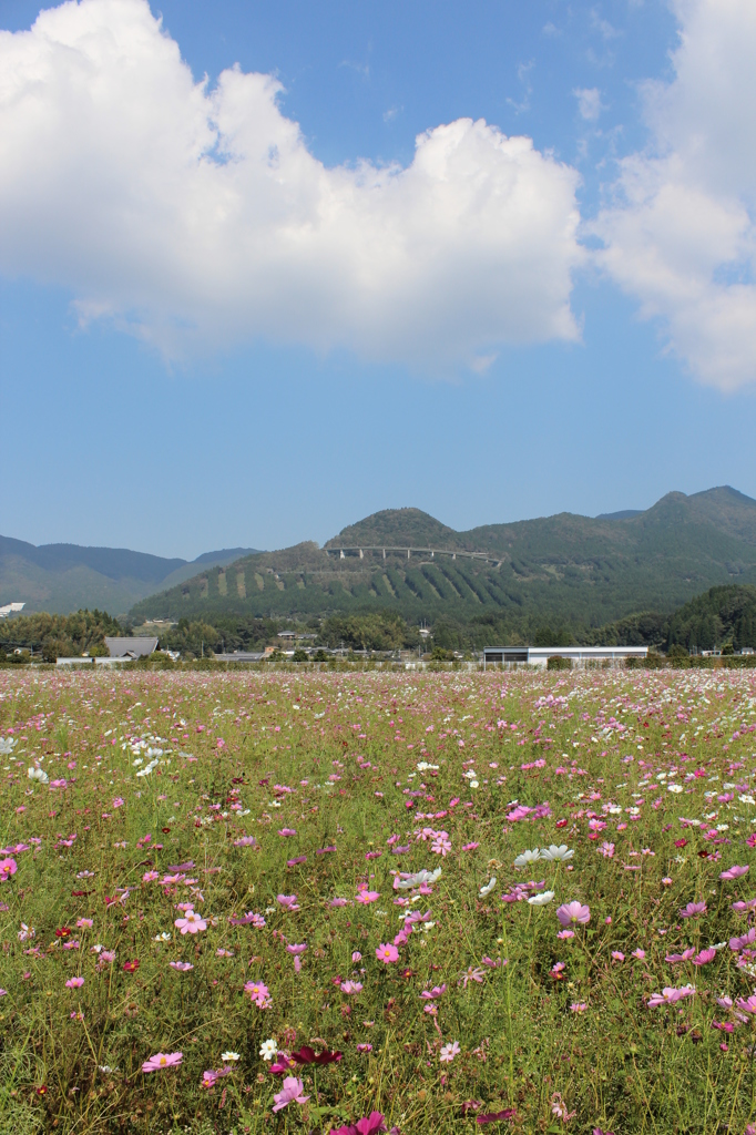 コスモス畑 in グリーンパークえびの⑥