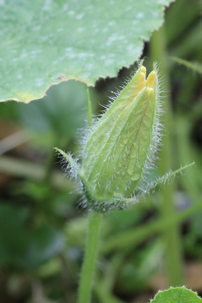 カボチャのウブゲ