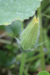 カボチャのウブゲ