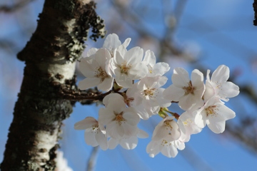 ソメイヨシノその２